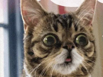 Gato